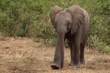 Fototapeta premium Afrikanischer Elefant / African elephant / Loxodonta africana