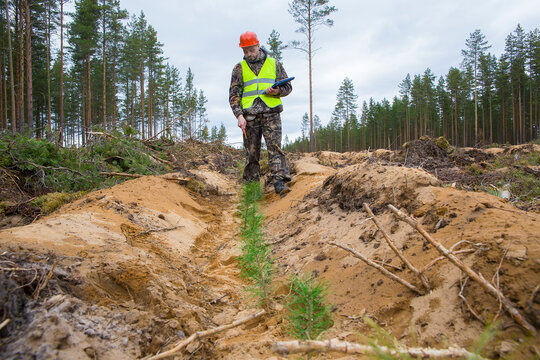 A man, a forest engineer, checks the quality of forest planting work.