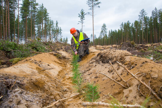 A man, a forest engineer, checks the quality of forest planting work.