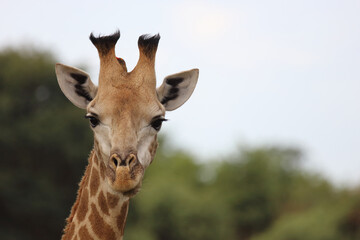 Obraz premium Giraffe / Giraffe / Giraffa camelopardalis