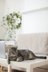 Fototapeta na wymiar scottish straight gray cat working at the computer at home online