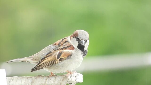 A house sparrow sits on a sunny spring day
