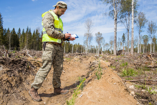 A male worker plants coniferous trees.