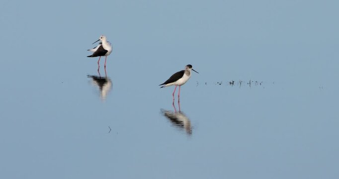Couple of Black-winged stilts (Himantopus himantopus), the Camargue, France