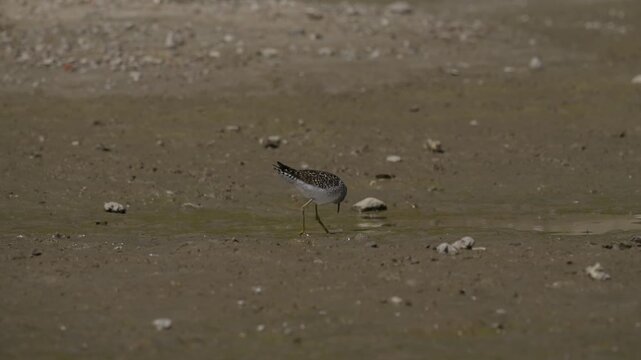 Wood Sandpiper (Tringa glareola) foraging at the water's edge on a muddy riverbank.4k slow motion 