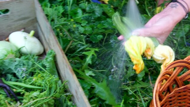 Authentic rural lifestyle scene freshly picked cucumbers, pattypan squash garden greens neatly placed washes zucchini under running water, showing freshness, simplicity, and homegrown food preparation