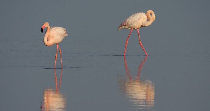 Greater Flamingos, Phoenicopterus roseus, the Camargue, France