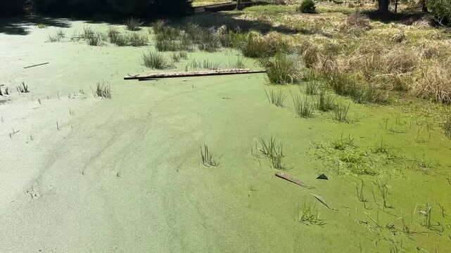 a swampy lake in the Kladska Nature Reserve