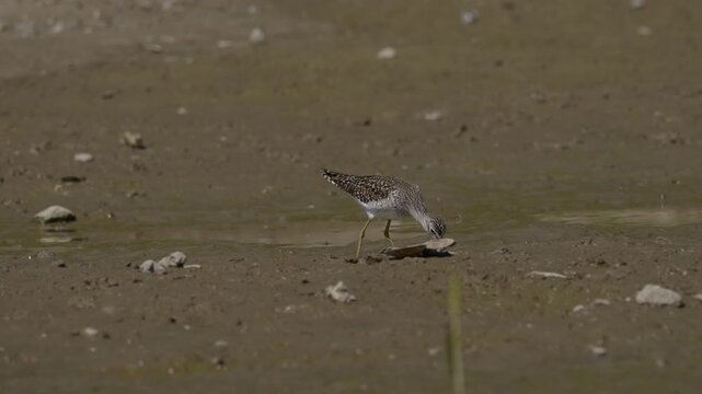 Wood Sandpiper (Tringa glareola) foraging at the water's edge on a muddy riverbank.4k slow motion 