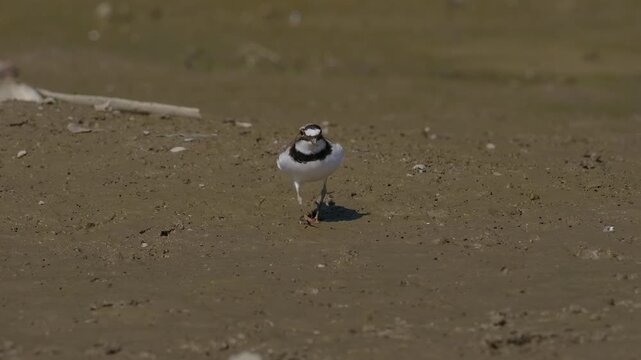 Little Ringed Plover (Charadrius dubius) foraging on a muddy riverbank
