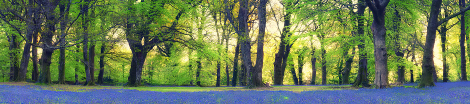 Bluebell wood panorama devon england uk 