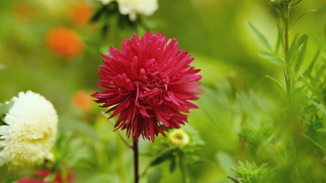 Close-up of a vibrant red aster flower blooming in the garden on a blurred green background.