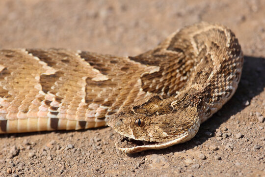 Puffotter / Puff adder / Bitis arietans arietans