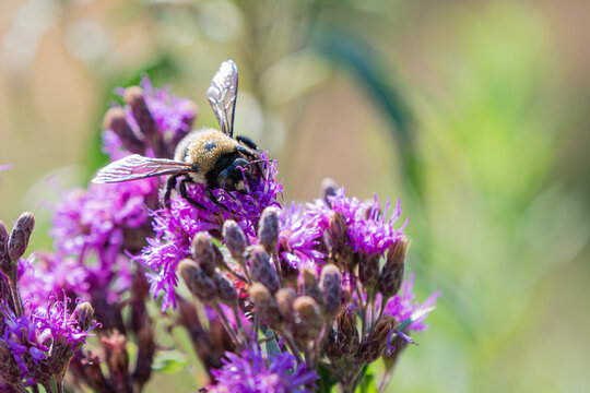 A fuzzy bumblebee forages for nectar on the vibrant purple flower clusters of a native ironweed plant