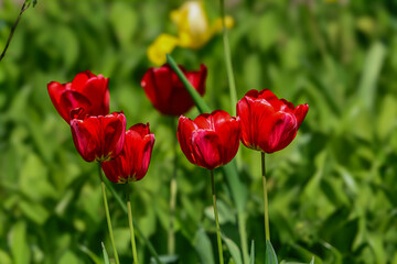Obraz premium Vibrant red tulips bloom in a sunlit garden with a soft green background