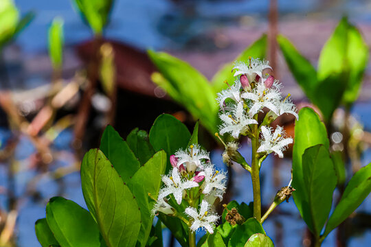 Delicate white water flowers bloom with fringed petals in a serene pond setting