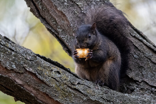 A melanistic black squirrel perches on a textured tree branch while eating a piece of food