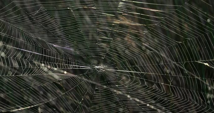 A spider web against a black background, the Camargue, Southern France.