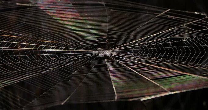 A spider web against a black background, the Camargue, Southern France.