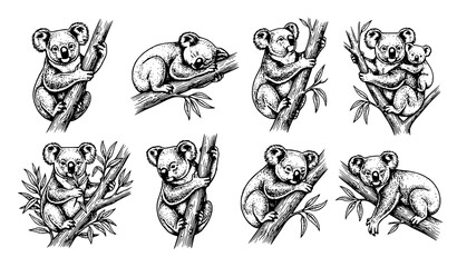 Koala sketch set hand drawn vintage ink animal illustration poses vector isolated on white background © MdRabbi