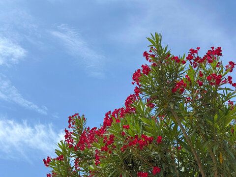 Mediterranean Oleander Nerium shrub with red flowers.