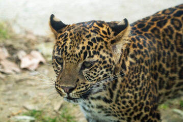 Fototapeta premium Close-up portrait of a leopard, showcasing its distinctive spotted fur and intense gaze. The wild cat is captured in a natural setting with a shallow depth of field