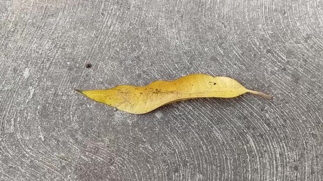 Una toma de cerca de una  hoja de color amarillo o seca en el suelo en movimiento