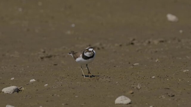 Little Ringed Plover (Charadrius dubius) foraging on a muddy riverbank