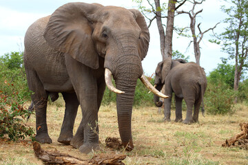 Fototapeta premium Afrikanischer Elefant / African elephant / Loxodonta africana