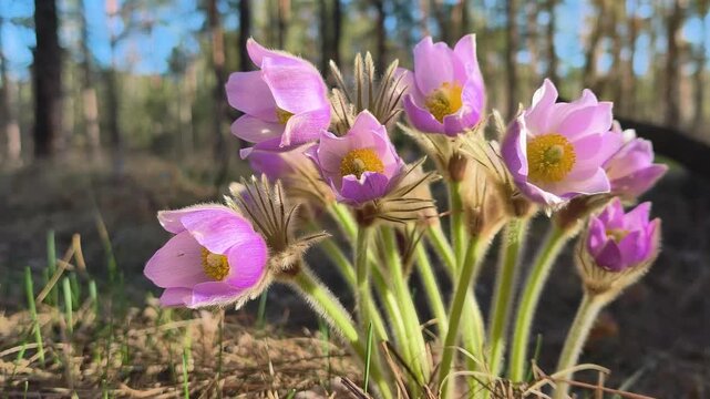 Small purple flowers in a forest. Pulsatilla patens pasque flower or prairie crocus. Pulsatilla patens is a species of flowering plant in family Ranunculaceae. Flower is listed in Red Book