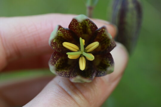 Chocolate Lily (Fritillaria affinis) in Bloom
