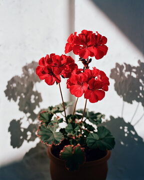 Red geranium in terracotta pot with sunlit shadow on whitewashed Mediterranean wall
