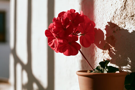 Close-up red geranium in terracotta pot against rustic Andalusian whitewashed wall in sunlight