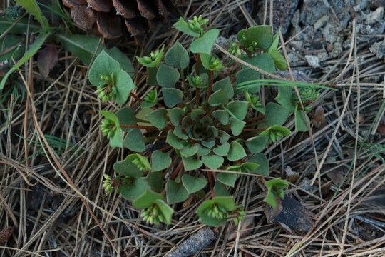 Red miner's lettuce (Claytonia rubra) rosette