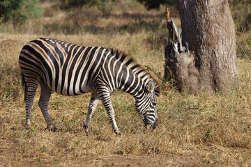 Obraz premium Steppenzebra / Burchell's zebra / Equus quagga burchellii