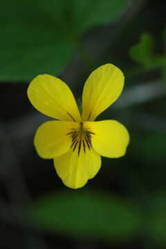 Stream Violet (Viola glabella) single flower closeup