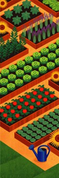 Colorful isometric vegetable garden with raised beds, tomato plants, cabbages, herbs, and blue watering can illustration