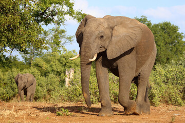 Fototapeta premium Afrikanischer Elefant / African elephant / Loxodonta africana