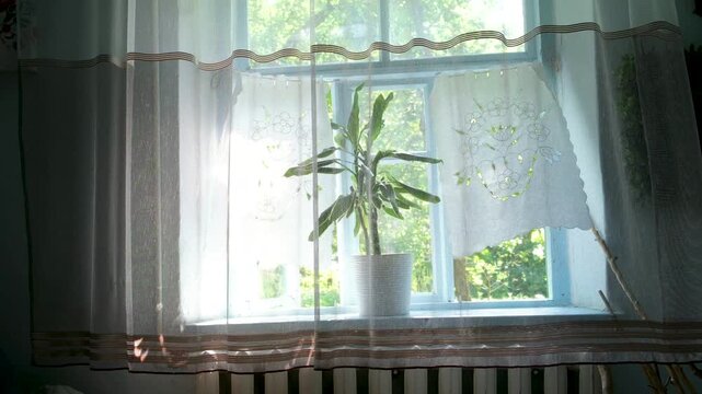 live potted flowers in front of the window with curtains, flowers in front of the window,. High quality 4k footage