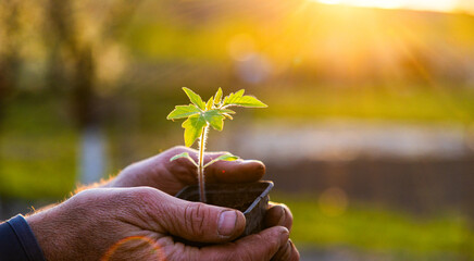 Obraz premium hands holding tomato seedling at sunset
