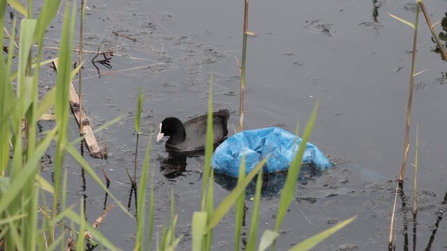 eurasian coot pecking at a blue plastic bag