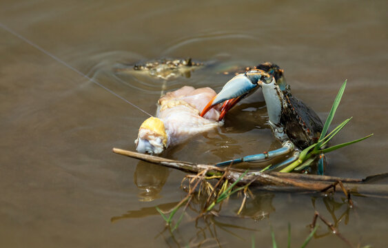 Blue Crab Gripping Chicken Bait on Fishing Line While Crabbing, Sea Rim State Park, Texas