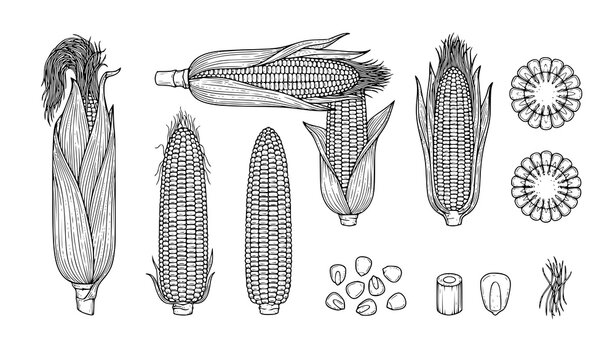 Corn outline illustration set whole cob husk kernels vector isolated on white background