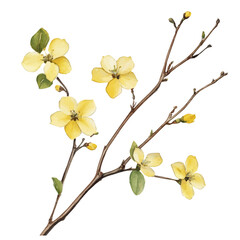 Naklejka premium Winter Jasmine Branch, high quality watercolor illustration with transparent textures, isolated on a white background.