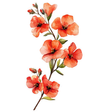 Wallflower Branch, high quality watercolor illustration with transparent textures, isolated on a white background.