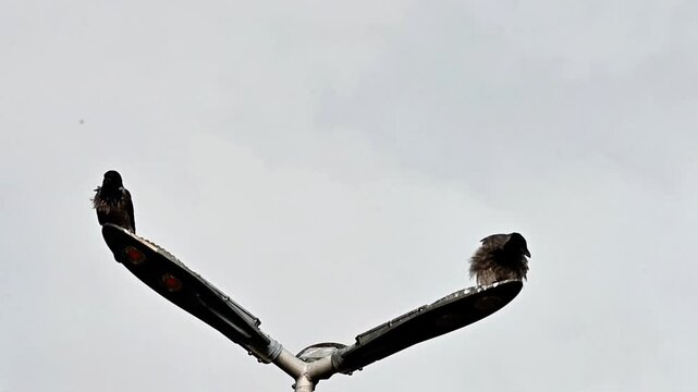 Two jackdaws perched on street lamp against overcast sky. Corvids resting on urban light pole in city environment during cloudy day.