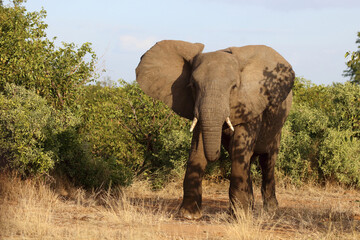 Obraz premium Afrikanischer Elefant / African elephant / Loxodonta africana