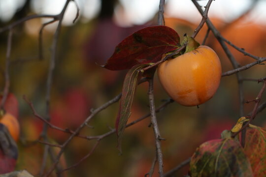 frutti di caco in autunno su una pianta