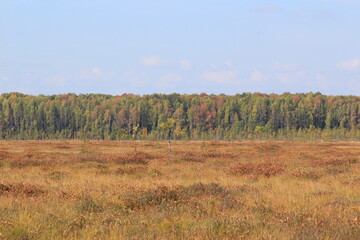 Fototapeta premium a swamp in the forest on a sunny day in early autumn