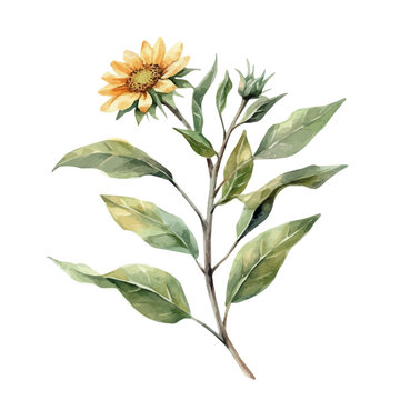 Sunflower Branch, high quality watercolor illustration with transparent textures, isolated on a white background.